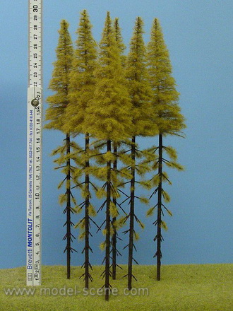 Modřín podzimní, vysoký kmen 280-320 mm