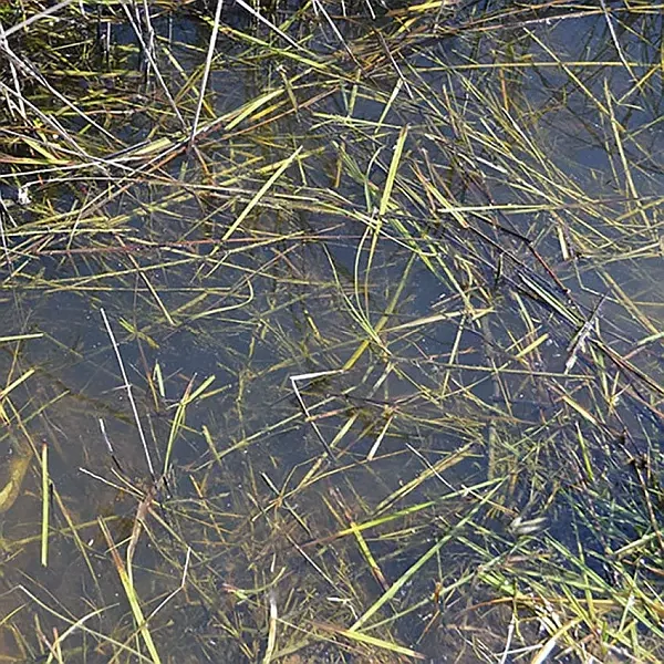 Still Water – čirá voda (250 ml)